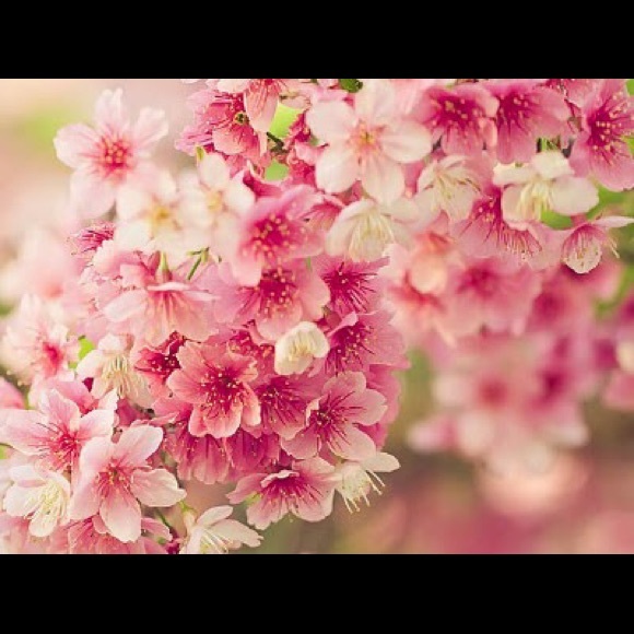 anna_an